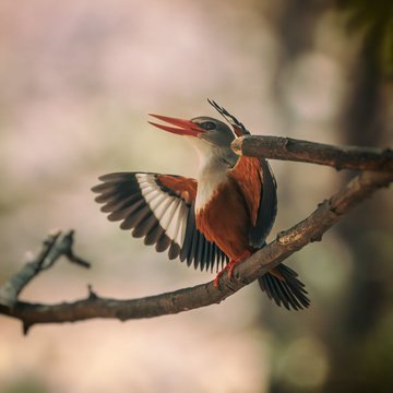 Dhofar’s Dazzling Jewel: The Captivating Grey-headed Kingfisher!