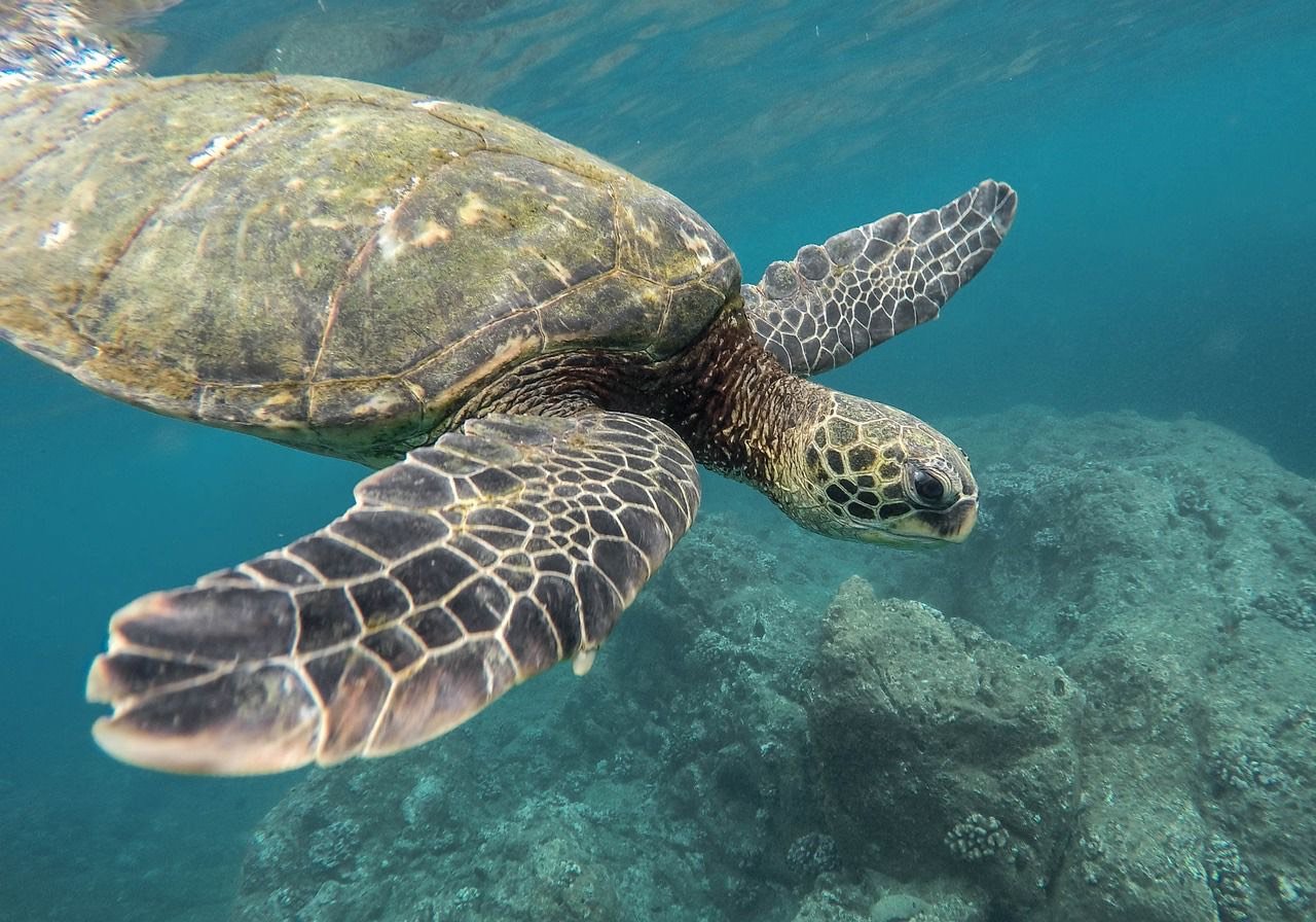 Green Turtles in Oman: Guardians of the Sea