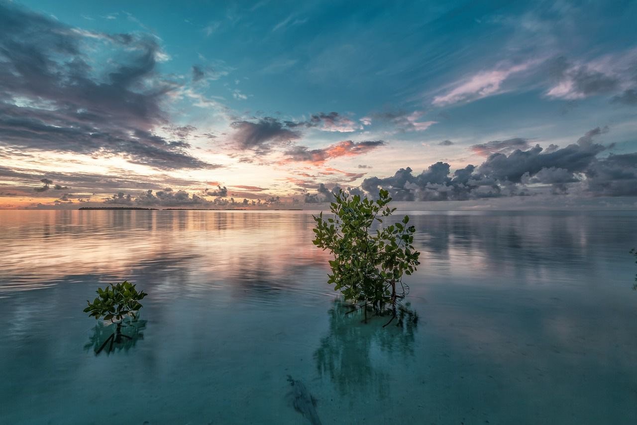 Oman’s Commitment to Blue Carbon: Planting 100 Million Mangrove Trees