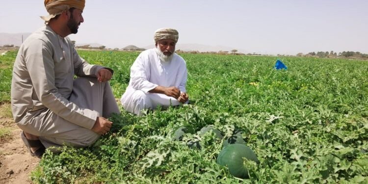 The Importance of Agriculture in Oman: A Path to Sustainability and Self-Sufficiency