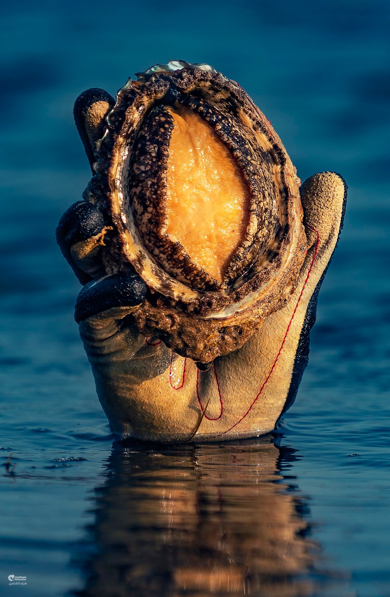 Dive into the Riches of Dhofar: The Omani Safilah Season
