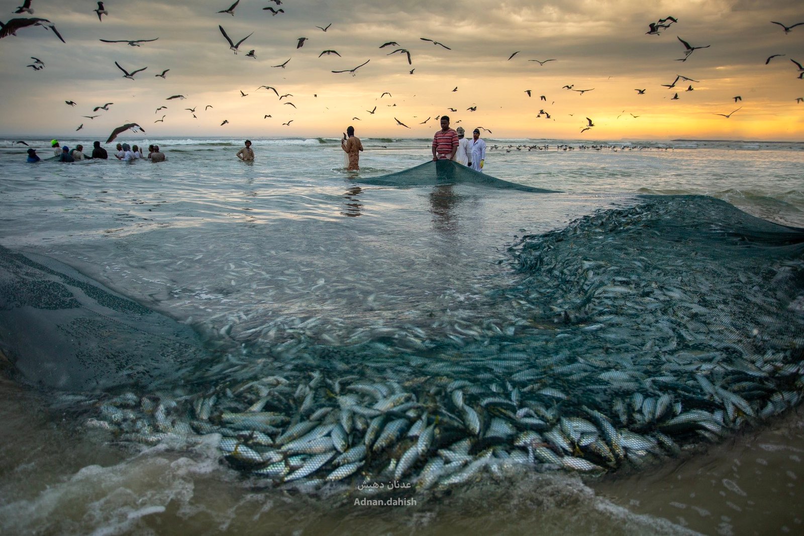 Exploring the Sardine Season in Dhofar, Oman: A Rich Tradition and Economic Asset