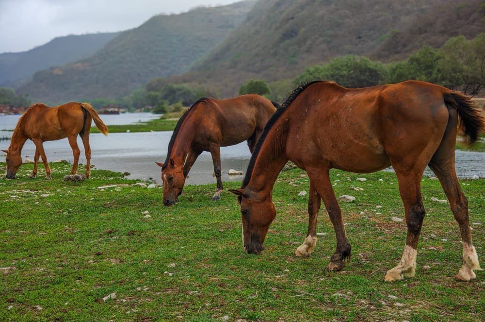 Dhofar Khareef Season 2025: Discover Oman’s Green Paradise and Tourist Destination