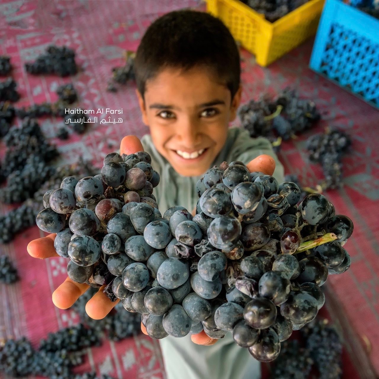 From Vine to Market: The Grape Harvest Season in Oman