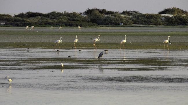 Oman Earns Ramsar Certification for Al Wusta Wetland Reserve at COP15