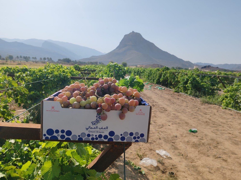 Empowering Oman’s Food Security: Successful Grape Cultivation Project Blossoms in Tanuf, Nizwa