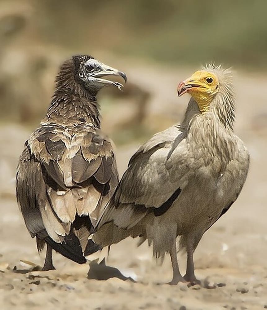 Rare Sighting in Dima Wattayeen: Over 300 Endangered Egyptian Vultures Spotted in Oman