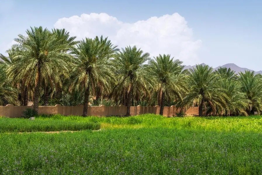 Oman’s National Initiative to Plant 10 Million Wild Trees: A Landmark Step Toward Sustainability