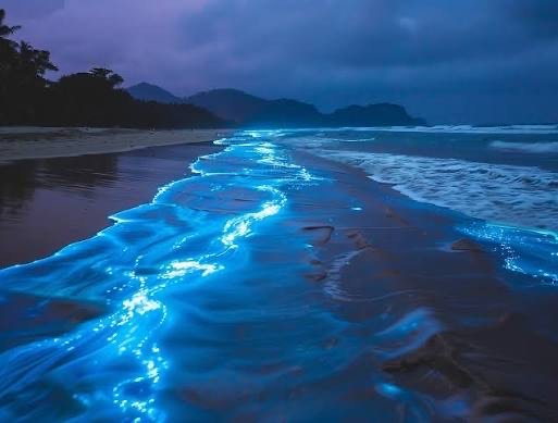 The Enchanting Blue Glow of Oman’s Beaches: Nature’s Magical Light Show