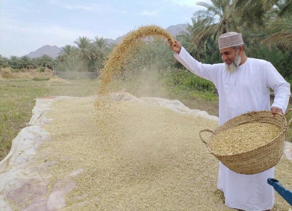 Wheat Harvest Begins in Al Mudhaibi, Strengthening Oman’s Agricultural Sustainability